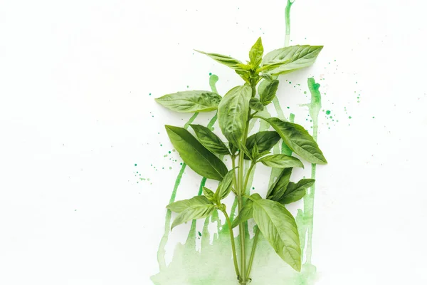 Top view of bunch of ripe basil brunches on white surface with green watercolor blots — Stock Photo