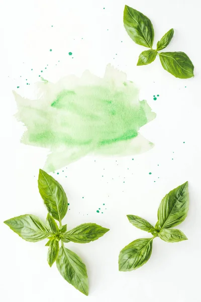 Vue de dessus des feuilles de basilic non cuites sur la surface blanche avec des traits d'aquarelle verts et des taches — Photo de stock