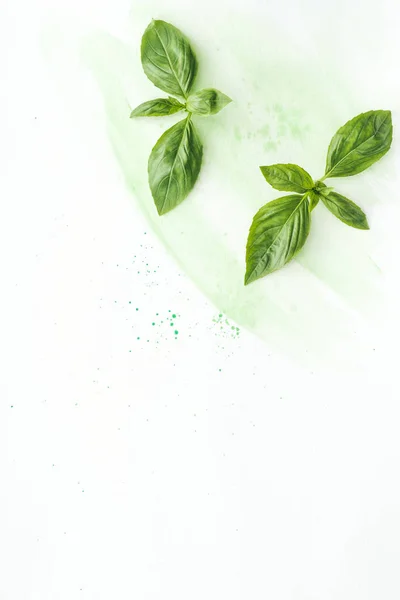 Top view of uncooked basil leaves on white surface with green watercolor strokes — Stock Photo