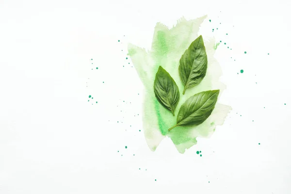 Vue de dessus des feuilles de basilic sur la surface blanche avec des traits d'aquarelle verts — Photo de stock