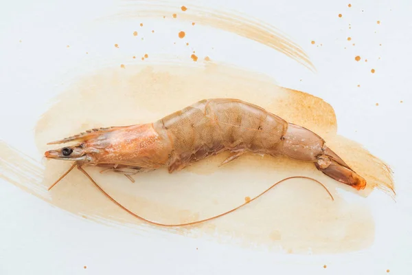 Top view of single raw shrimp on white surface with watercolor strokes — Stock Photo