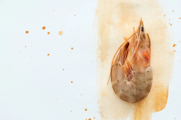 Top view of single uncooked shrimp on white surface with watercolor strokes — Stock Photo