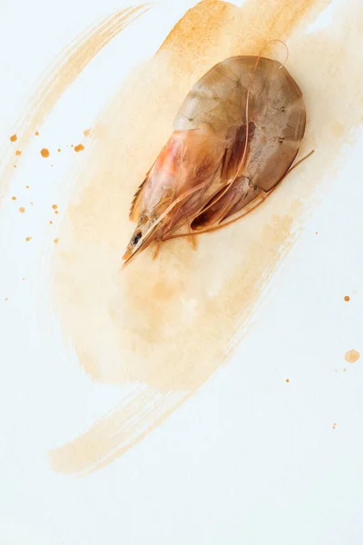 Top view of uncooked prawn on white surface with watercolor strokes — Stock Photo