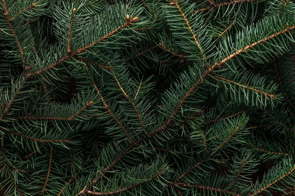 Plein cadre de branches de pin vert comme arrière-plan — Photo de stock