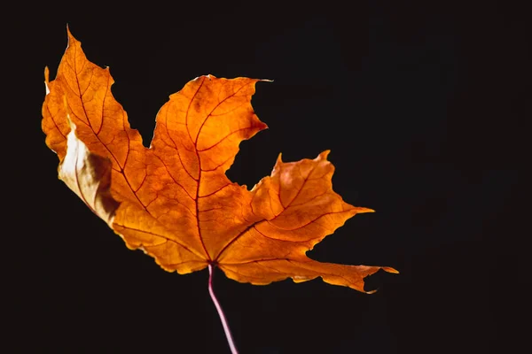 Hermosa hoja de arce naranja aislado en negro, fondo de otoño - foto de stock