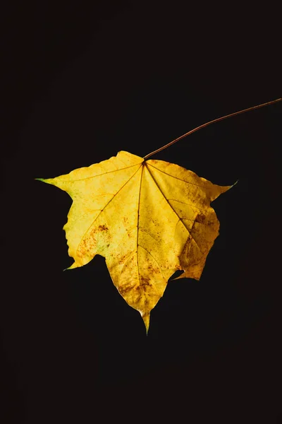 Bela folha de bordo amarelo isolado em preto, fundo de outono — Fotografia de Stock