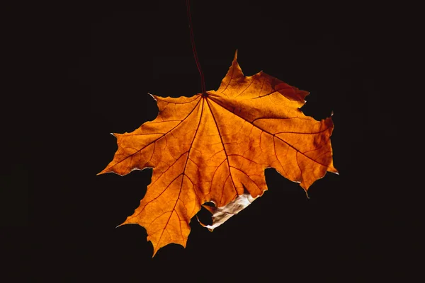 Один красивый оранжевый кленовый лист, изолированный на черном — стоковое фото