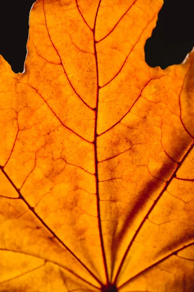 Close up de folha de bordo laranja com veias isoladas em preto, fundo de outono — Fotografia de Stock