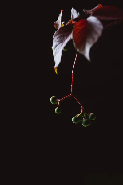 Autumnal leaves with green berries isolated on black — Stock Photo