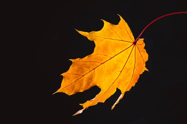Beautiful falling yellow maple leaf isolated on black — Stock Photo