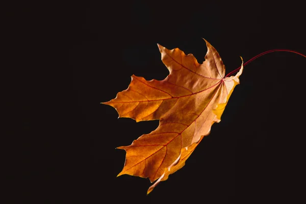 Один падающий оранжевый кленовый лист изолирован на черном, осеннем фоне — стоковое фото