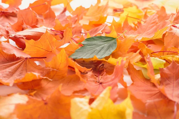 Hoja verde sobre hojas de arce anaranjado y amarillo, fondo de otoño - foto de stock