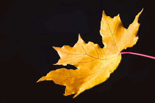 One yellow maple leaf isolated on black, autumn background — Stock Photo