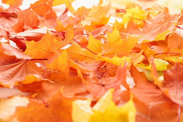 Foco seletivo de folhas de bordo laranja e amarelo, fundo de outono — Fotografia de Stock