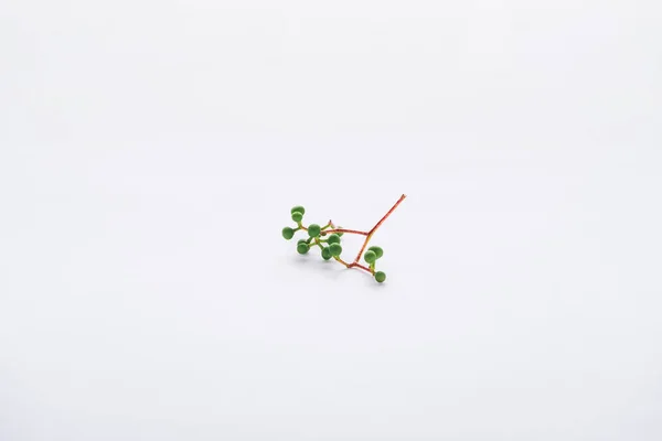 Zweig mit grünen Beeren isoliert auf weiß — Stockfoto
