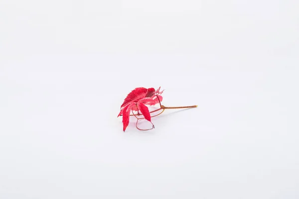 Twig with red leaves isolated on white, autumn background — Stock Photo