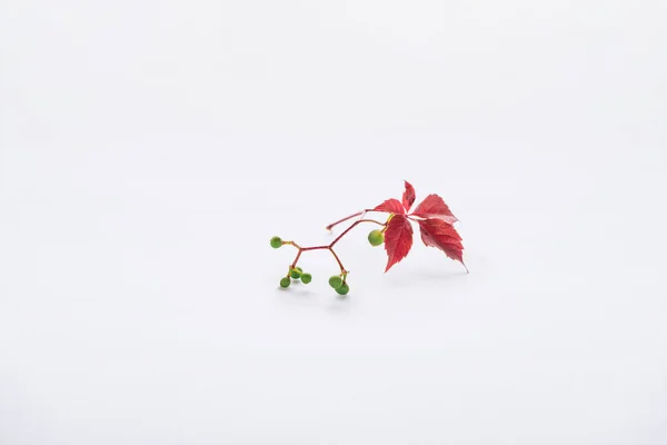 Веточка с бордовыми листьями и зелеными ягодами на белом, осеннем фоне — стоковое фото