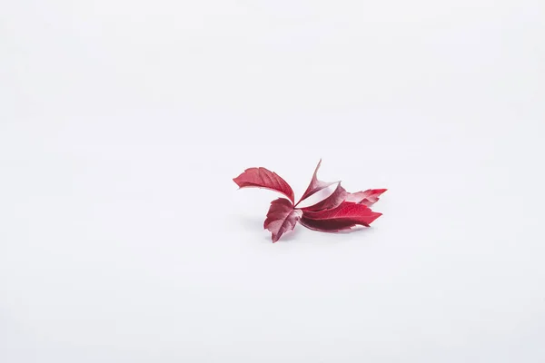 Twig with burgundy leaves isolated on white, autumn background — Stock Photo