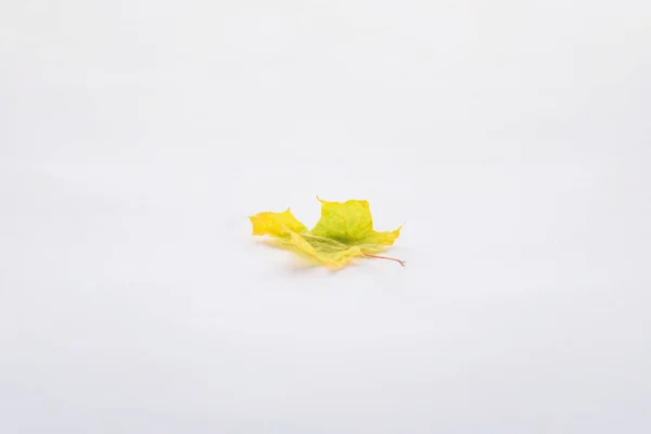 Один красивый желтый зеленый кленовый лист изолирован на белом, осеннем фоне — стоковое фото