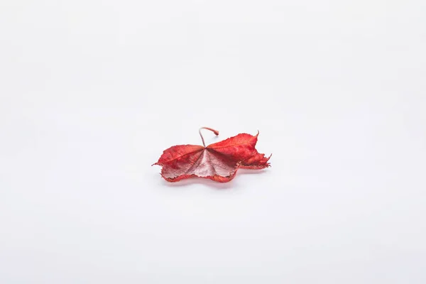 Один красивый бордовый кленовый лист изолирован на белом, осеннем фоне — стоковое фото
