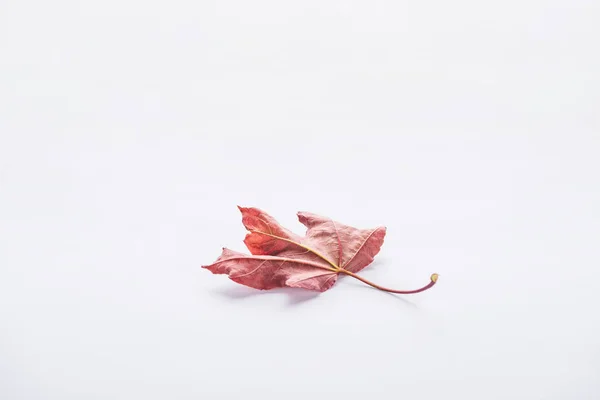 One autumnal beautiful burgundy maple leaf isolated on white — Stock Photo