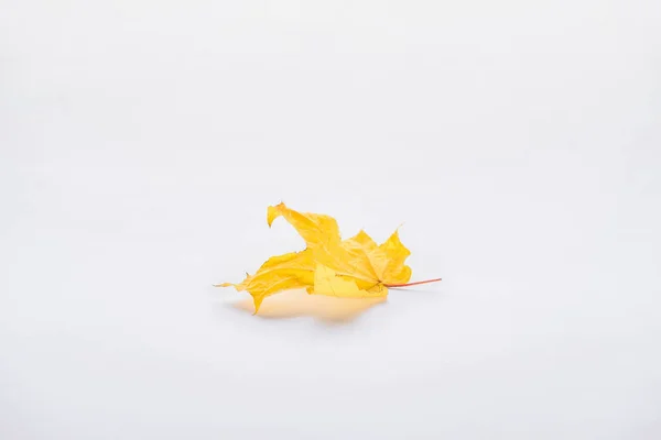 One autumnal beautiful yellow maple leaf isolated on white — Stock Photo