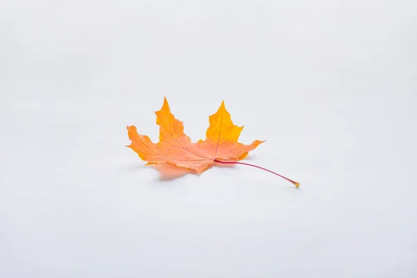 Один оранжевый кленовый лист изолирован на белом, осеннем фоне — стоковое фото
