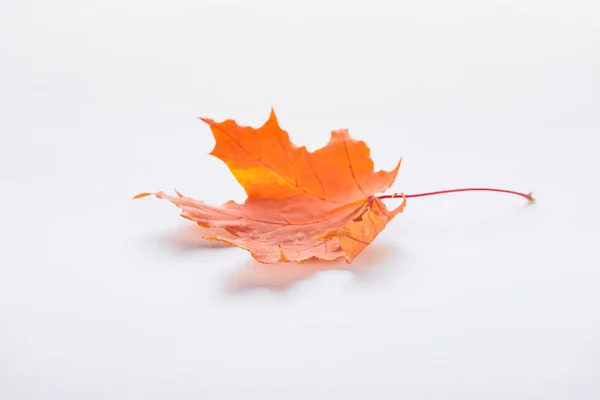 One fallen orange maple leaf isolated on white, autumn background — Stock Photo