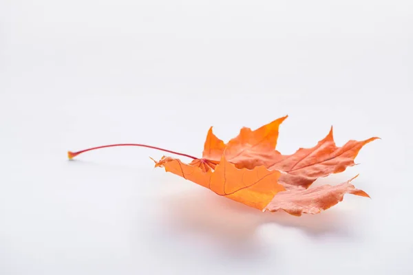 Una foglia d'acero autunnale arancione isolata su bianco — Foto stock