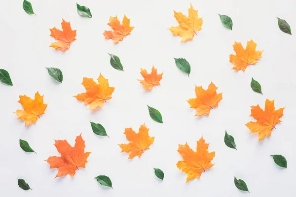 Collection of orange and green leaves isolated on white — Stock Photo