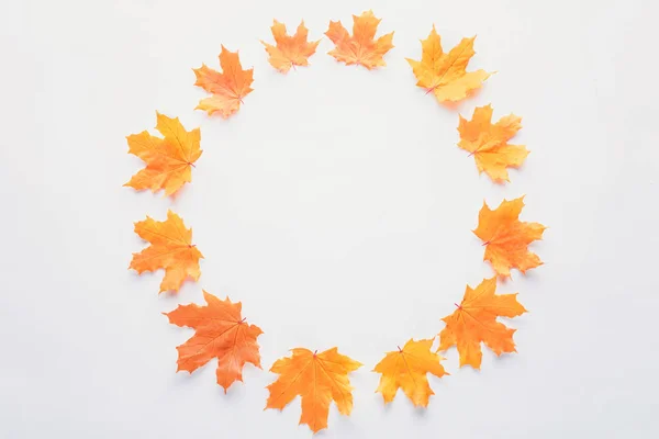 Flat lay of orange maple leaves in circle isolated on white — Stock Photo