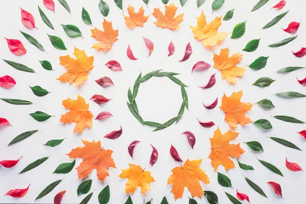 Flat lay of circles of colored leaves isolated on white, autumn background — Stock Photo