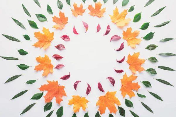 Flache Lage von Kreisen herbstlicher Blätter isoliert auf weißem Grund — Stockfoto