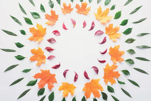 Flat lay of circles of autumnal leaves isolated on white — Stock Photo