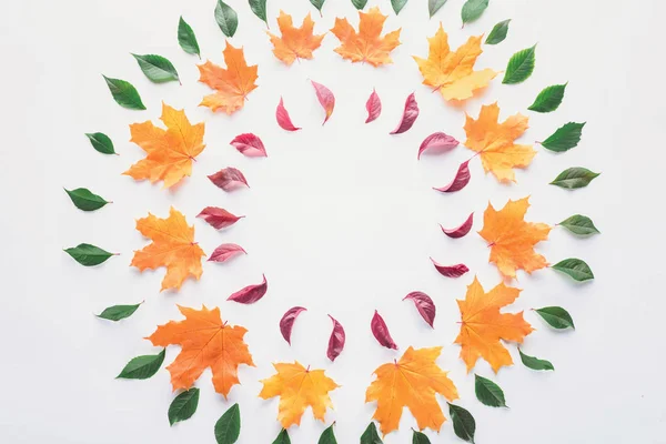 Flat lay of circles of burgundy, green and orange leaves isolated on white — Stock Photo