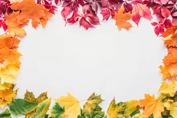 Vista superior del marco de color de hojas de arce aisladas sobre fondo blanco, otoño - foto de stock
