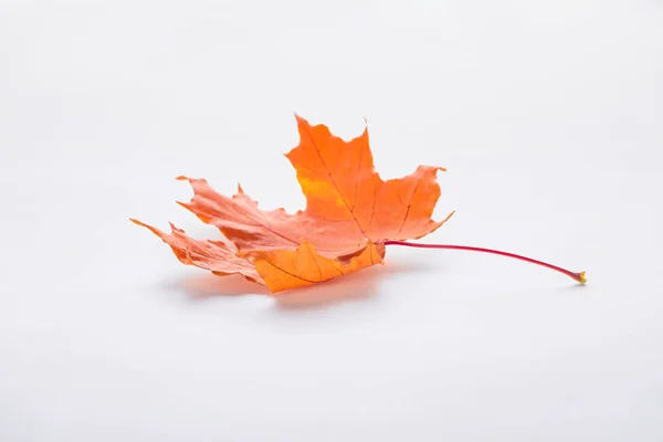 Una foglia d'acero arancione isolata su fondo bianco, autunno — Foto stock