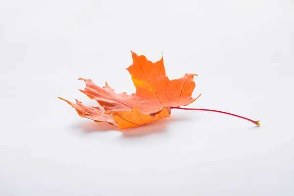 One orange maple leaf isolated on white, autumn background — Stock Photo