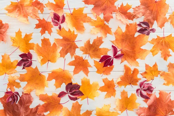 Blick von oben auf orangefarbene und weinrote herbstliche Ahornblätter auf Holzoberfläche — Stockfoto