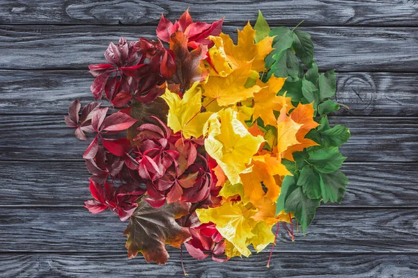 Верхний вид круга бордовых, желтых и зеленых осенних листьев клена на деревянной серой поверхности — стоковое фото