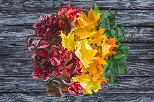 Top view of circle of burgundy, yellow and green autumnal maple leaves on wooden grey surface — Stock Photo