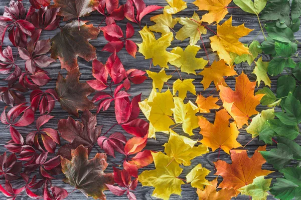 Vista superior de las diferentes hojas de arce otoñales en la superficie de madera - foto de stock