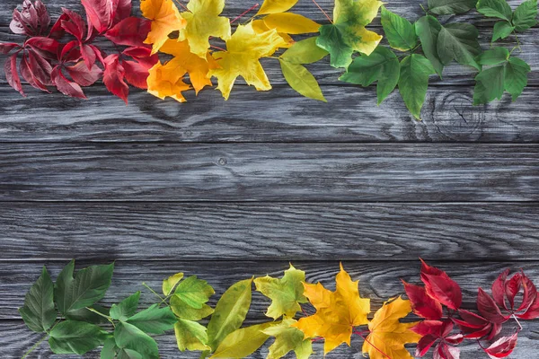 Вид сверху на бордовые, желтые и зеленые осенние кленовые листья на деревянной поверхности — стоковое фото