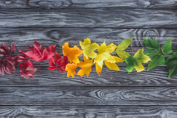 Elevated view of row of autumnal maple leaves on wooden grey surface — Stock Photo