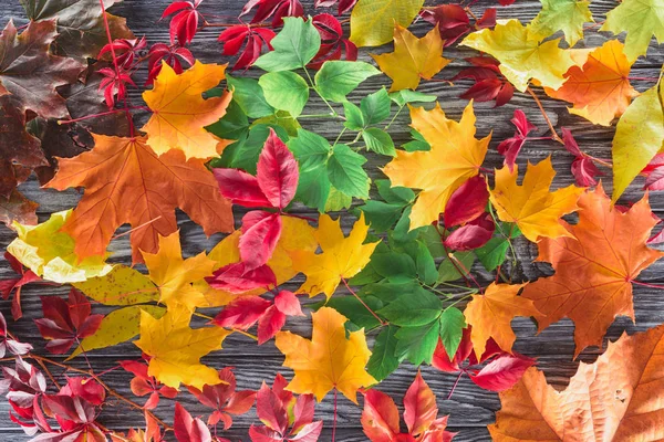 Erhöhter Blick auf verstreut gefärbte herbstliche Ahornblätter auf hölzerner grauer Oberfläche — Stockfoto