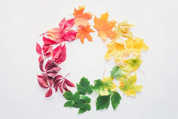 Flat lay of autumnal maple leaves in circle isolated on white — Stock Photo