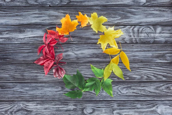 Flat lay of autumnal maple leaves in circle on wooden grey surface — Stock Photo