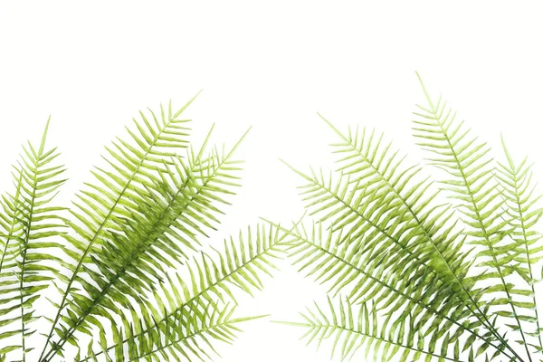 Elevated view of beautiful green fern branches isolated on white — Stock Photo