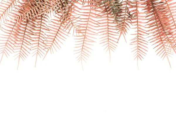 Pose plate avec de belles branches de fougère rouge isolées sur blanc — Photo de stock