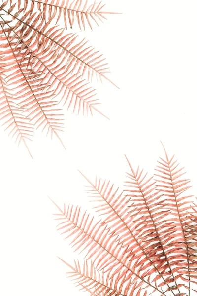 View from above of arranged red fern branches isolated on white — Stock Photo